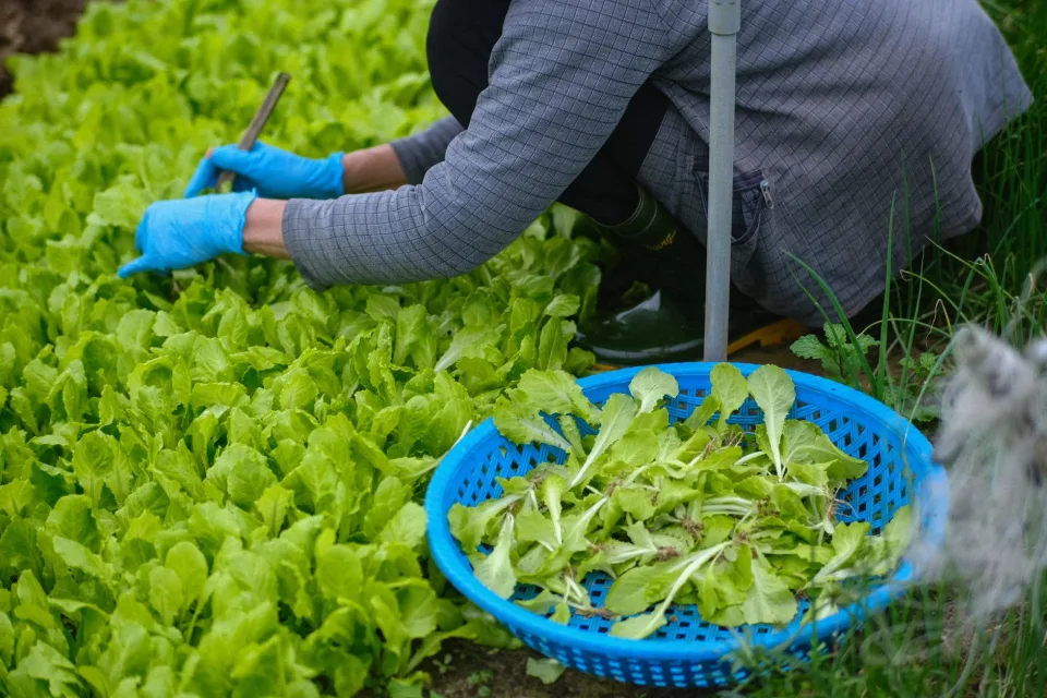 Bãi tập kết nông sản