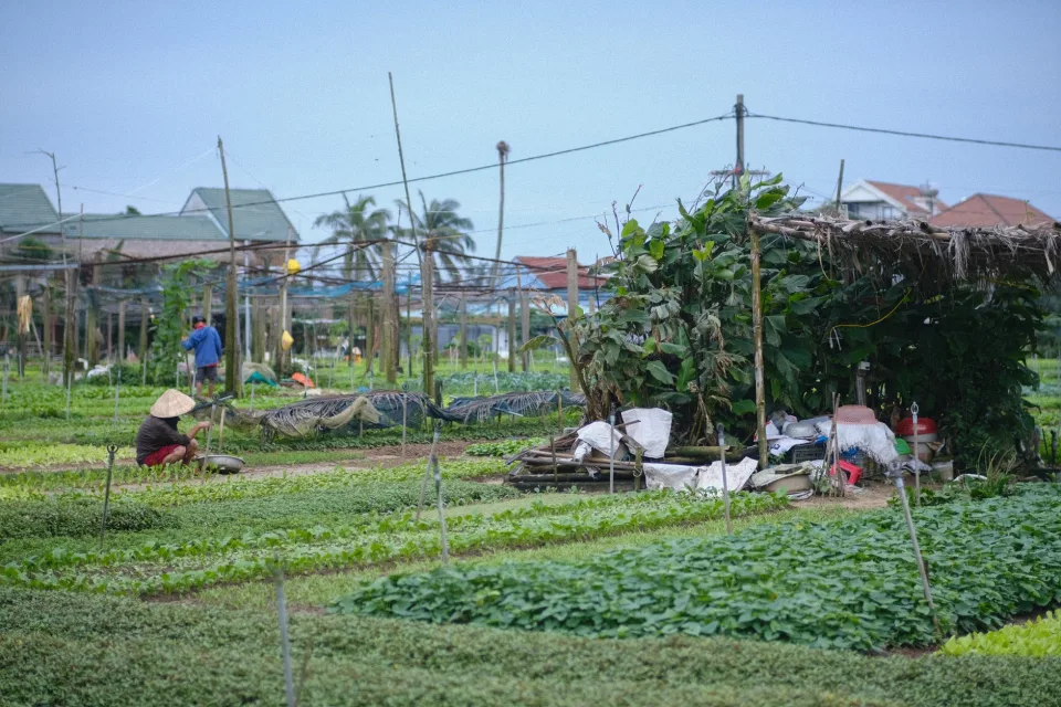 Xe tải chở nông sản